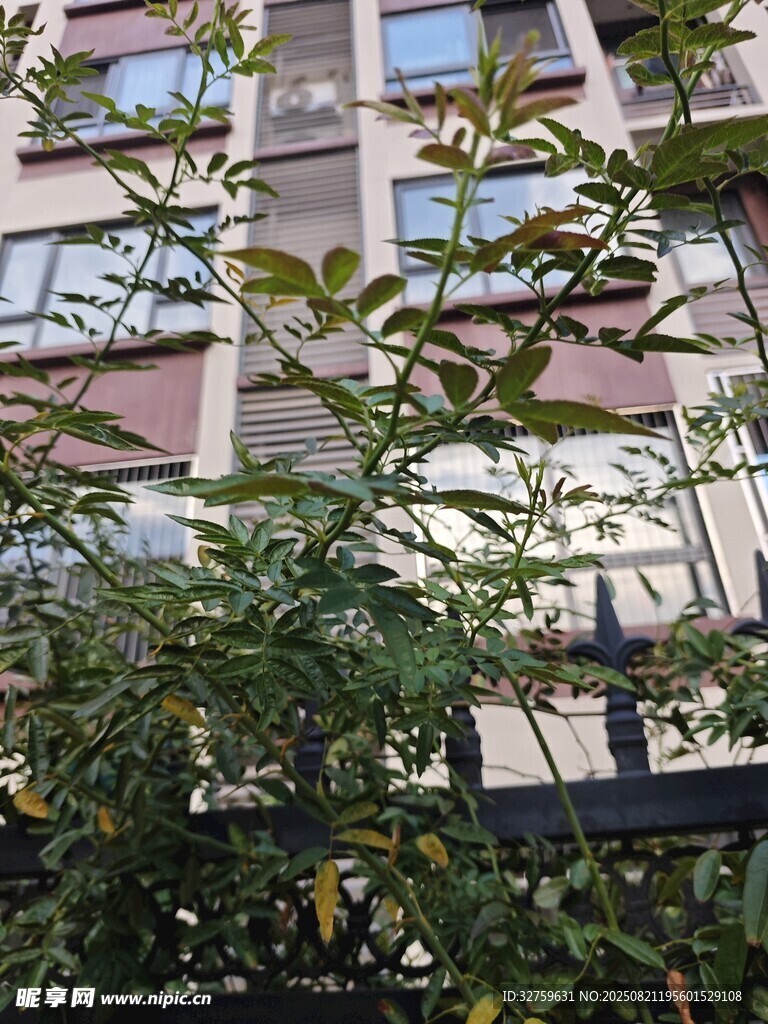 窗外绿植映衬下的建筑