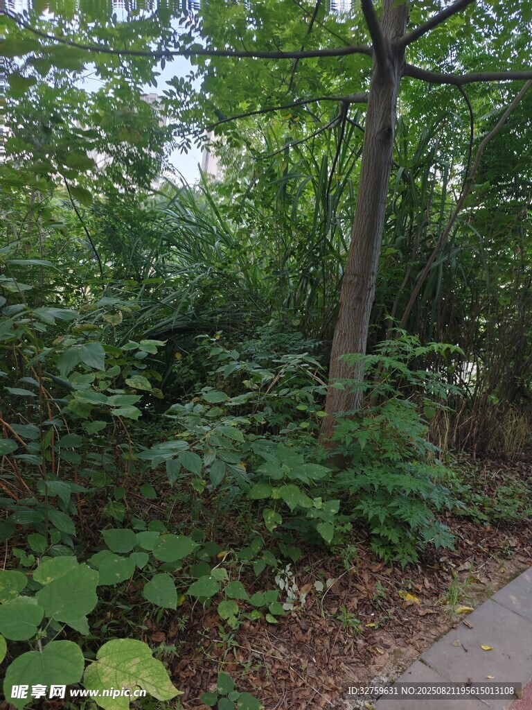 林间绿植环绕的幽静小路