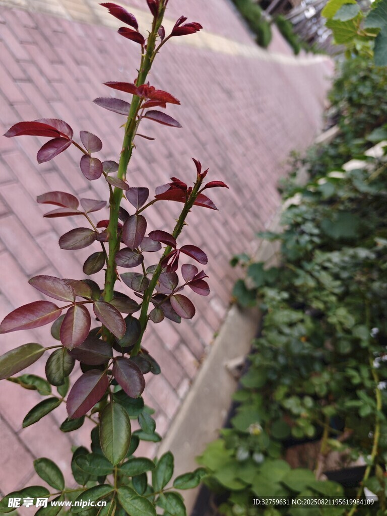 紫叶植物墙边绽放
