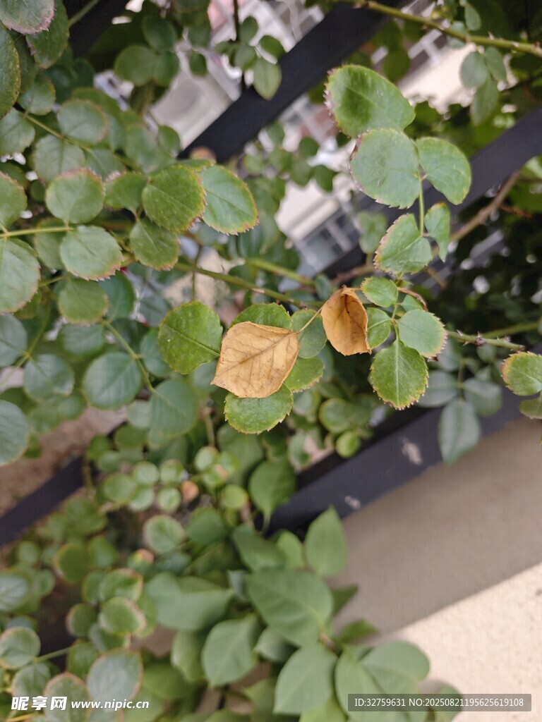 绿叶丛中的两朵枯萎花朵