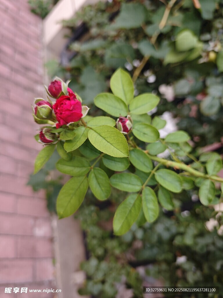 娇艳红玫瑰绽放绿叶间