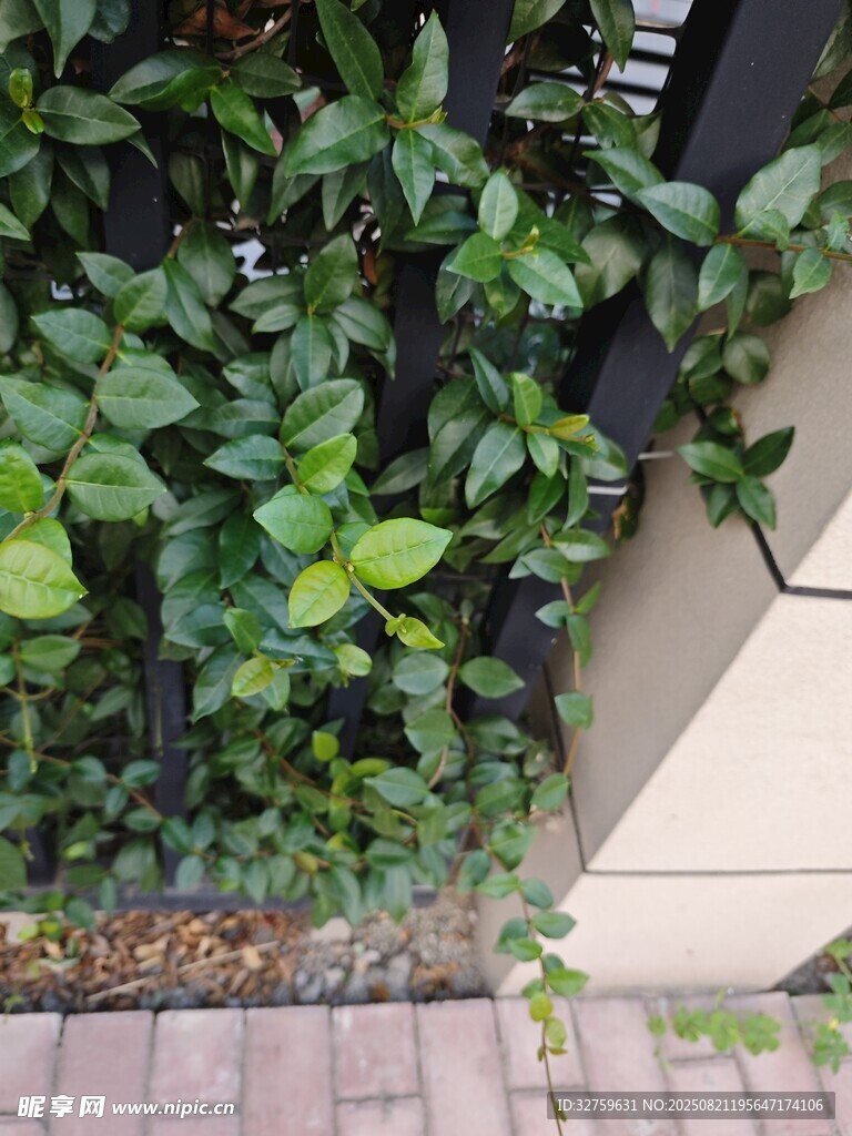 墙边绿植生机盎然