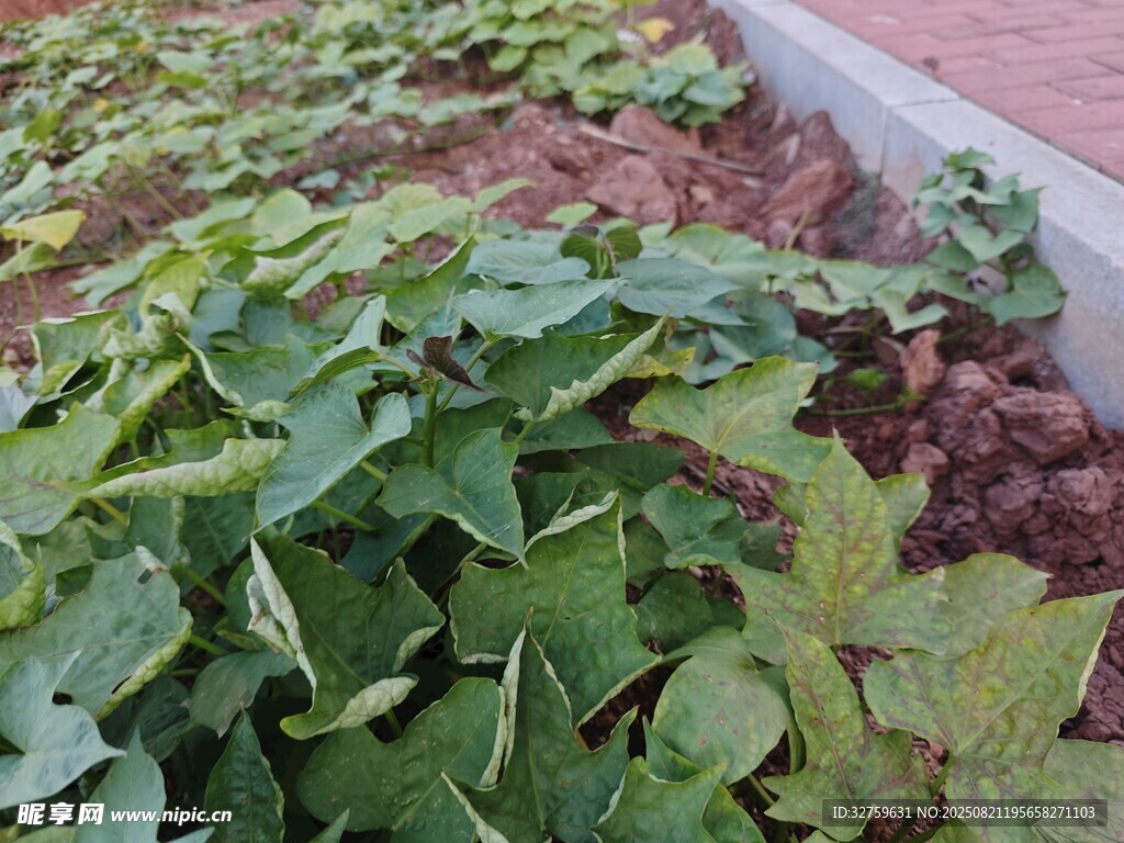 绿叶繁茂的红薯植株
