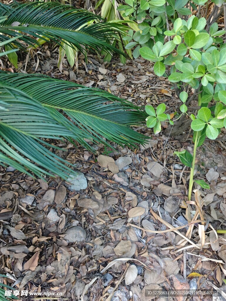 地面绿植与碎石景象
