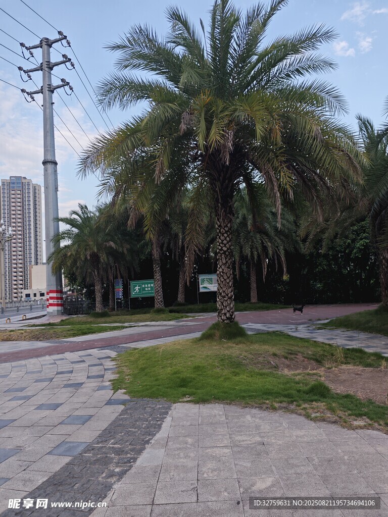 城市中的棕榈树景观