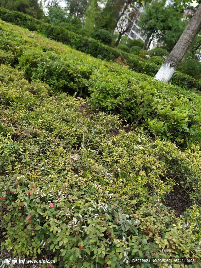 绿意盎然的灌木丛景观