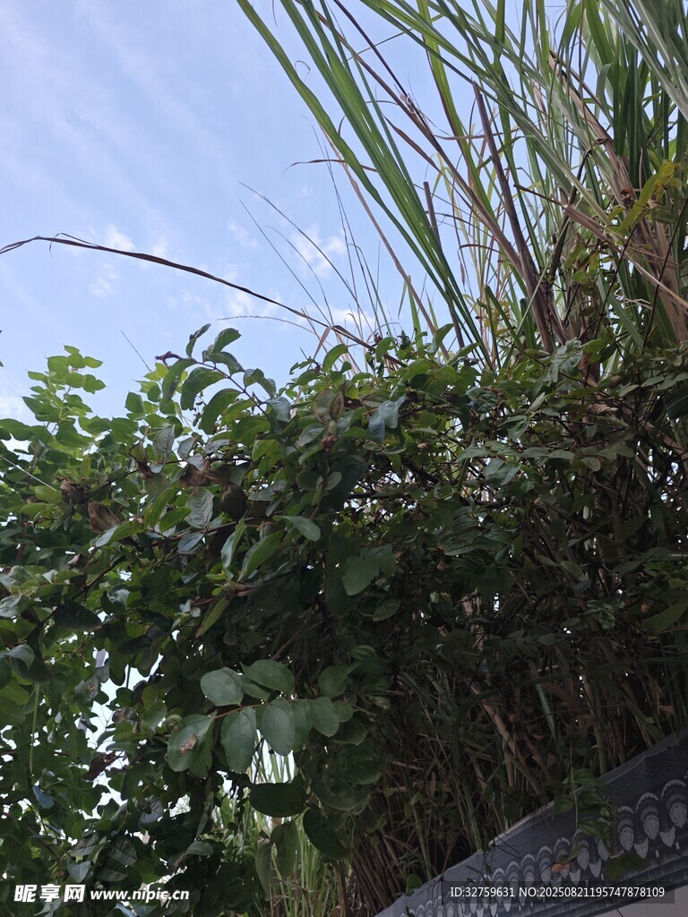 绿植景观