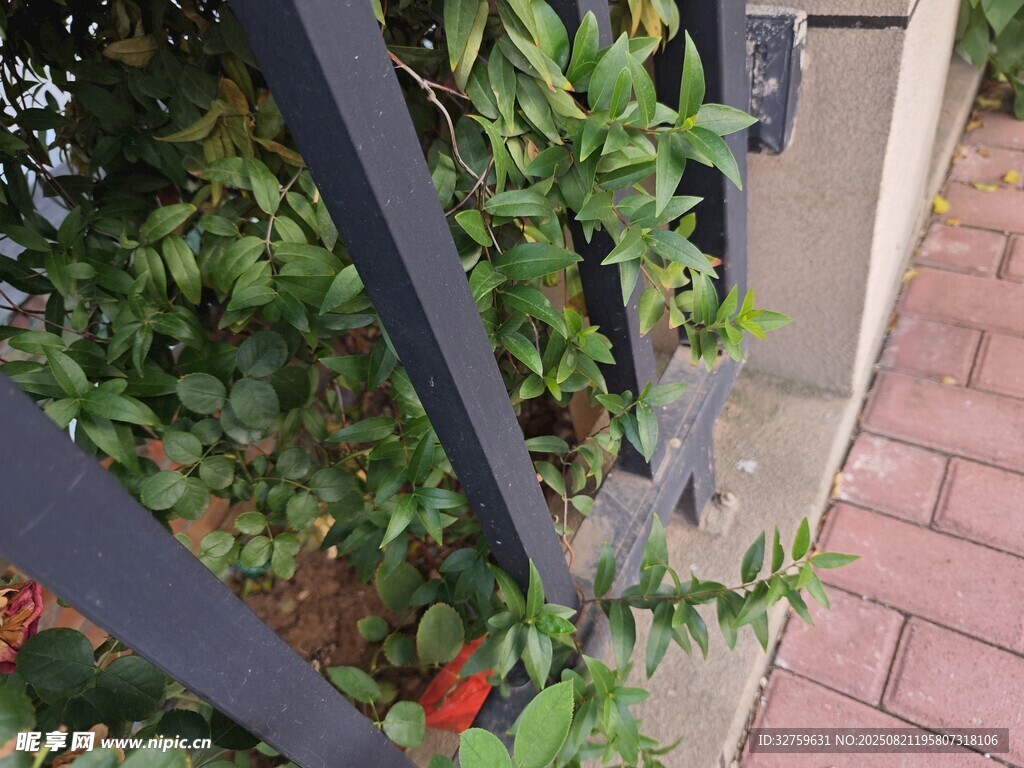 铁艺围栏旁的绿植花卉