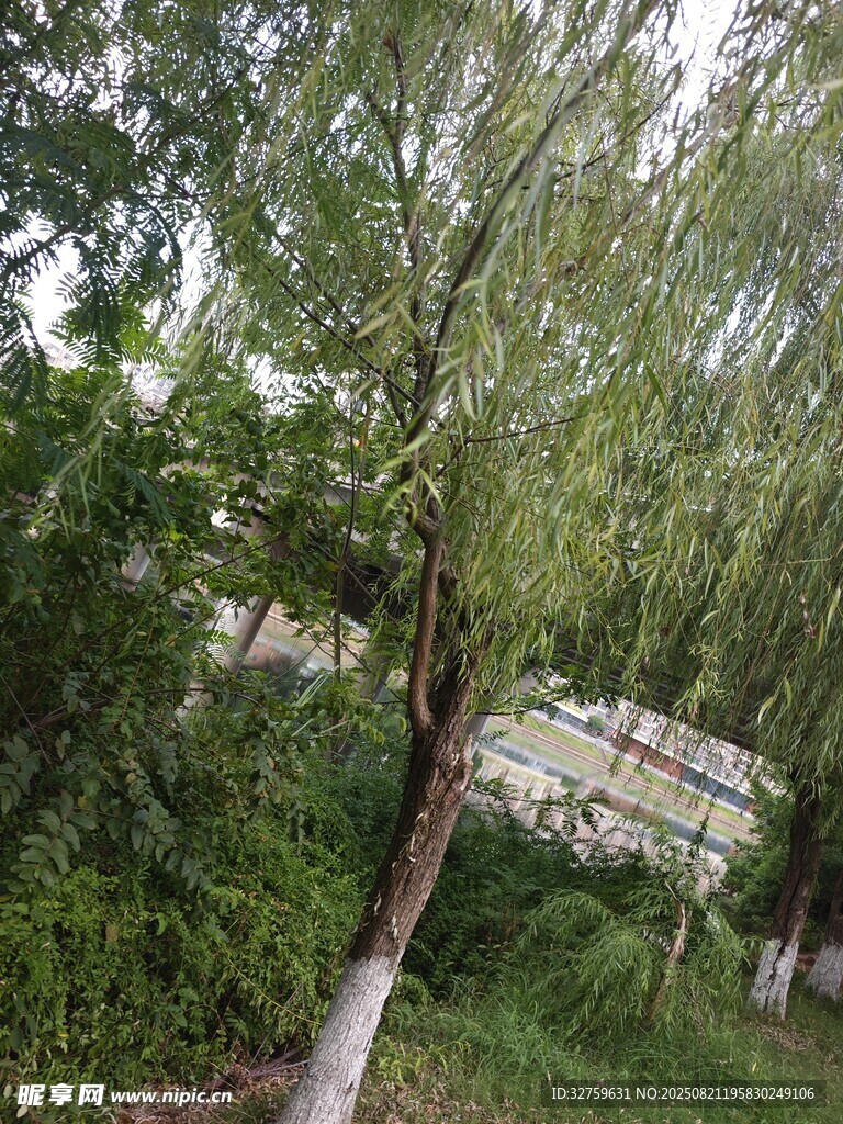 垂柳依依
