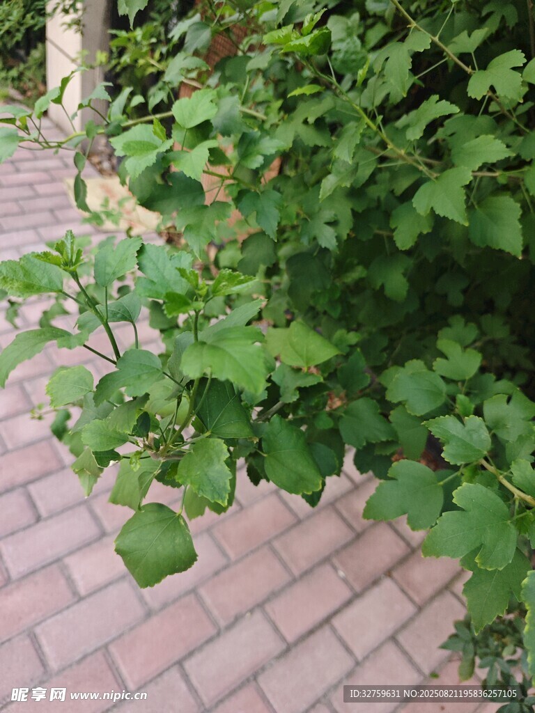 砖路旁的繁茂绿植