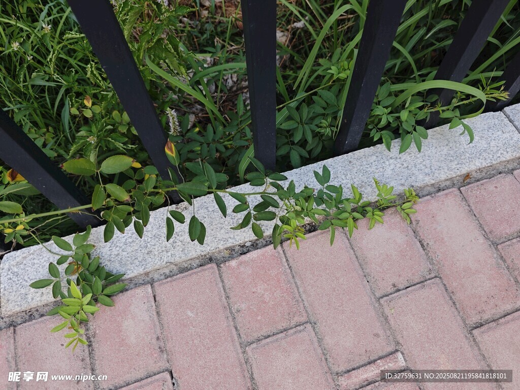 砖缝间生长的绿色植物