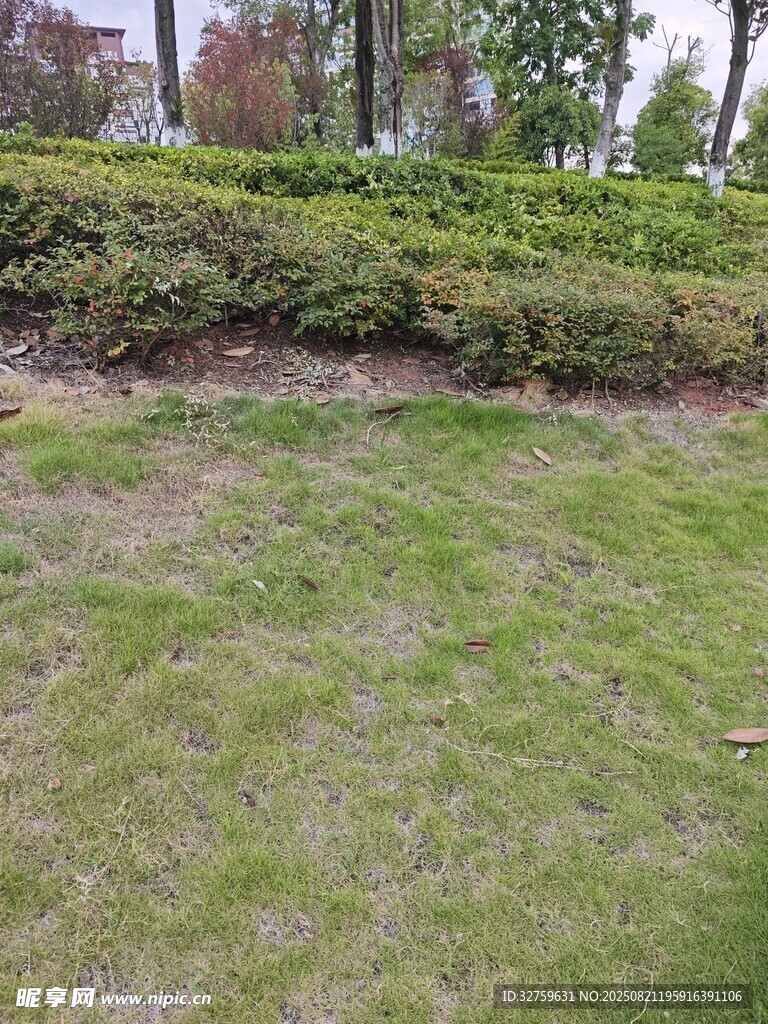 户外草坪与绿植景观