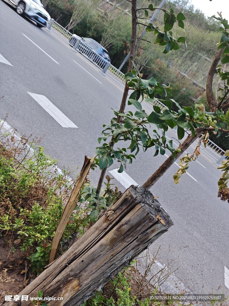 路边简易木架支撑的小树