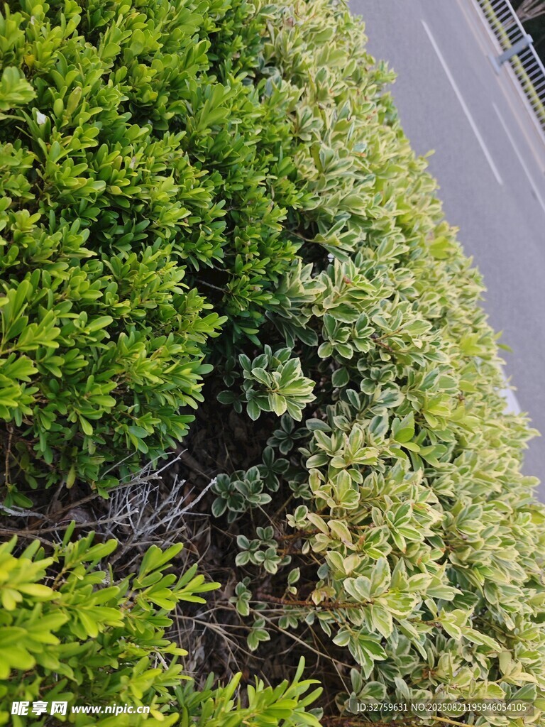 路边繁茂绿植景观