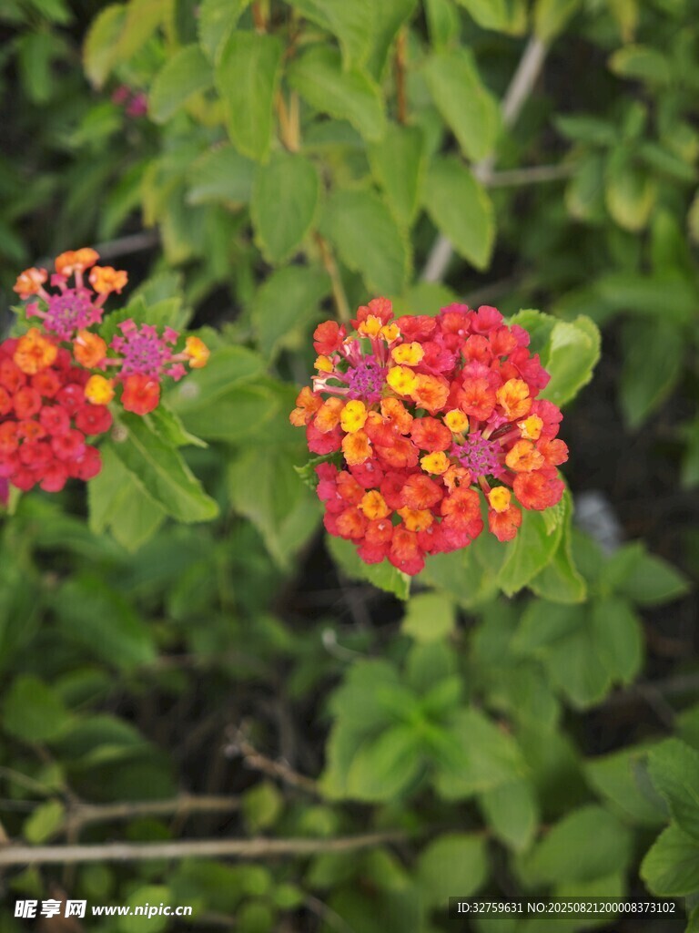 多彩花卉绽放绿叶间