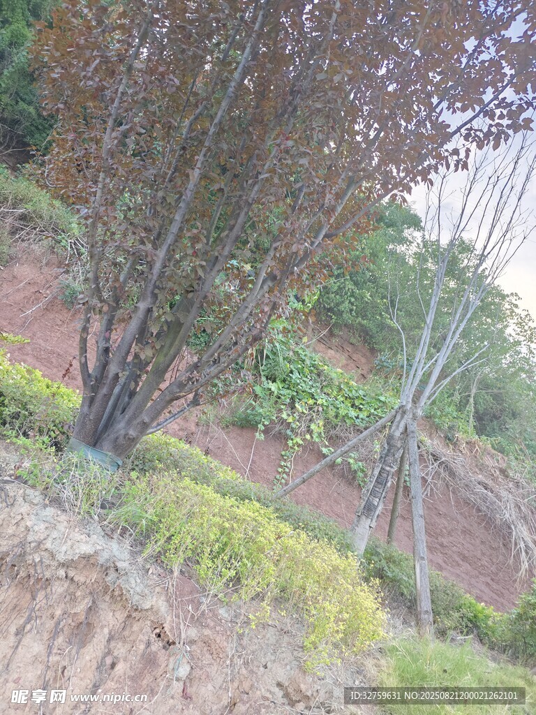 山坡上的树木与绿植景观