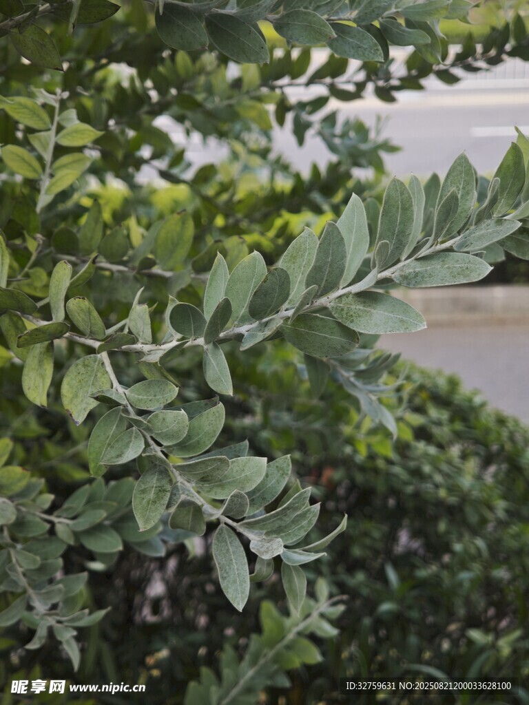 绿叶繁茂的植物景观