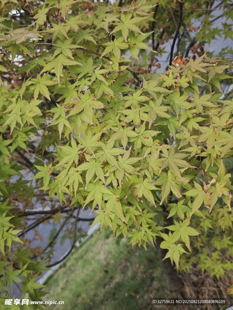 翠绿枫树叶片特写