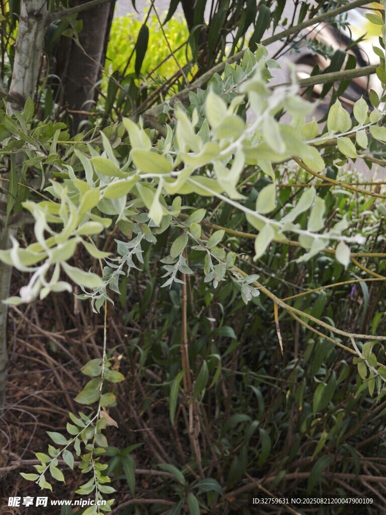 银叶植物特写