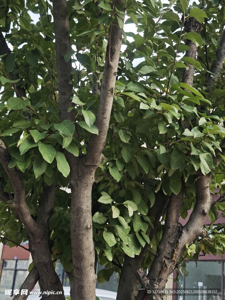 繁茂绿树