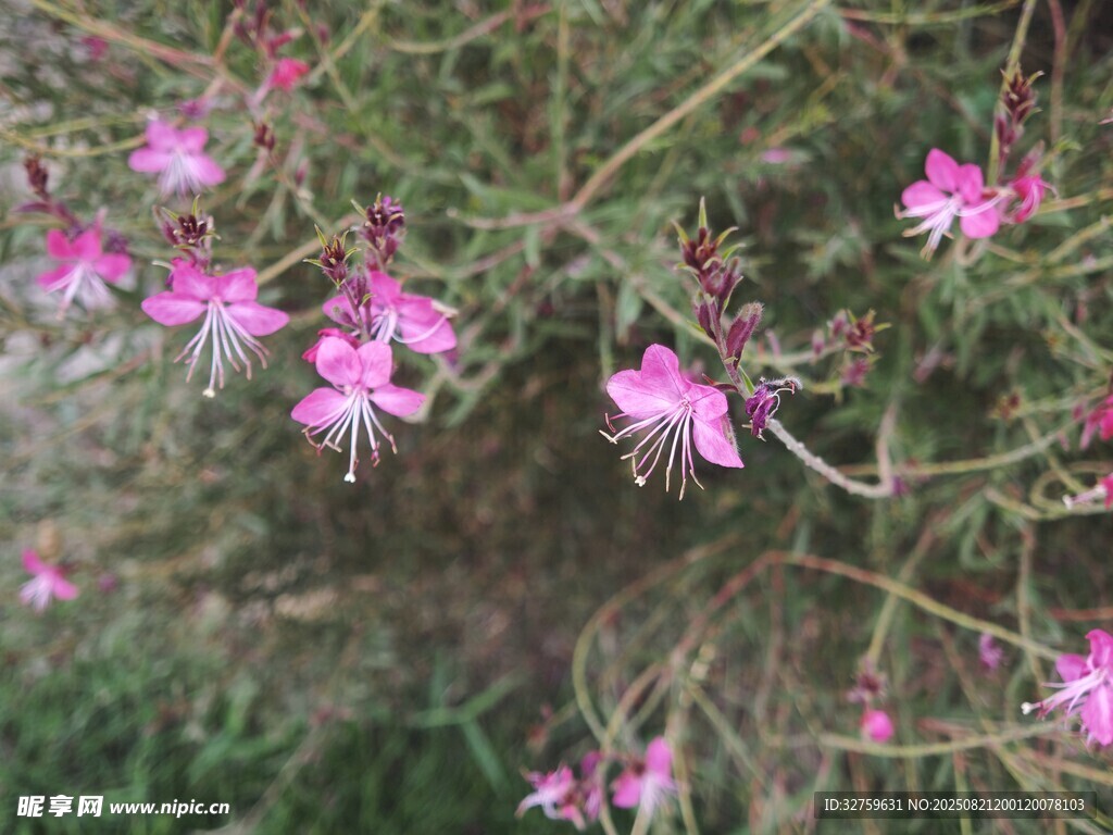粉色绽放的美丽花枝