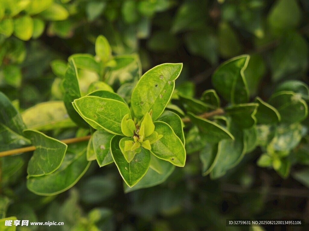 翠绿叶片特写
