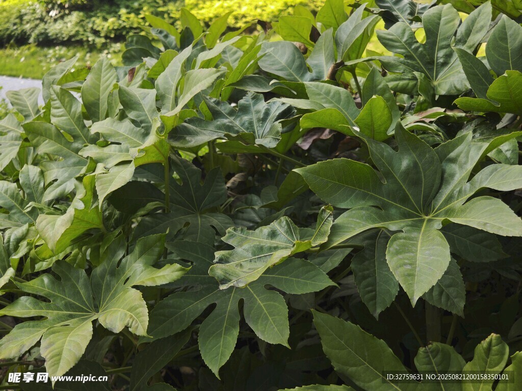 繁茂绿叶植物景观