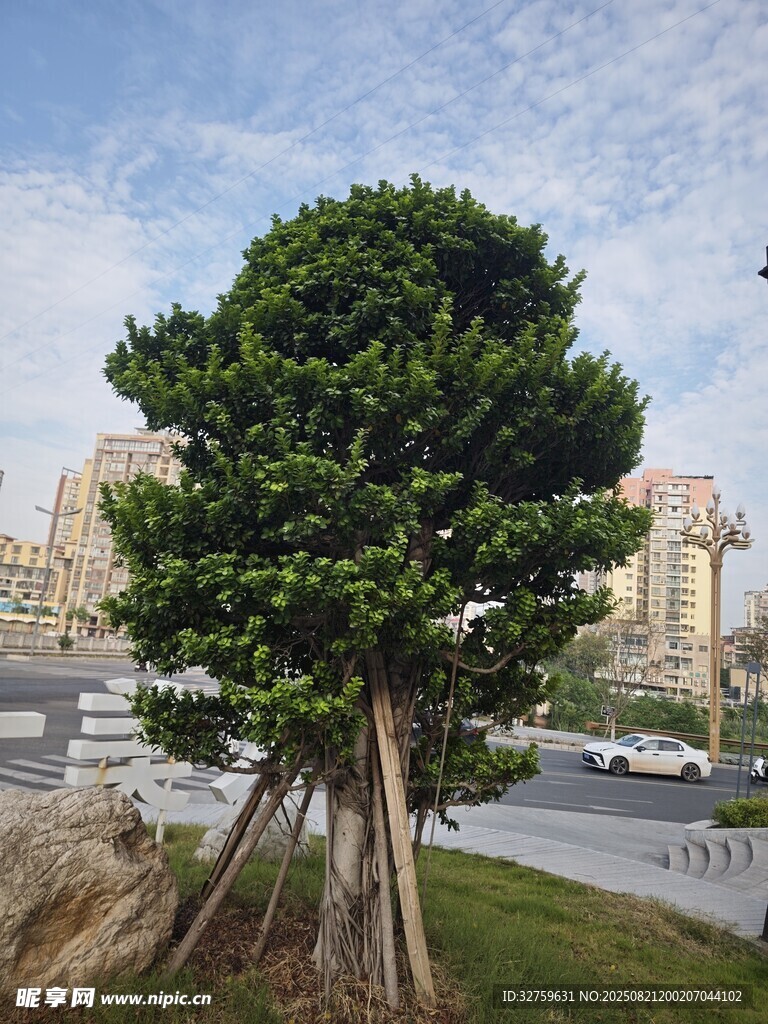城市中茂盛的独棵大树