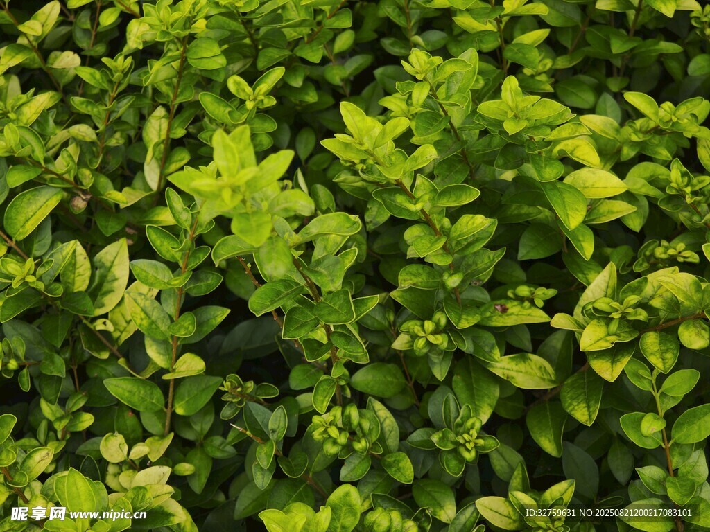 翠绿繁茂的绿植景观