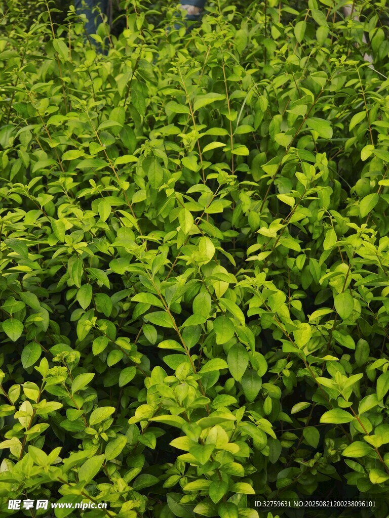 翠绿繁茂的绿植景观