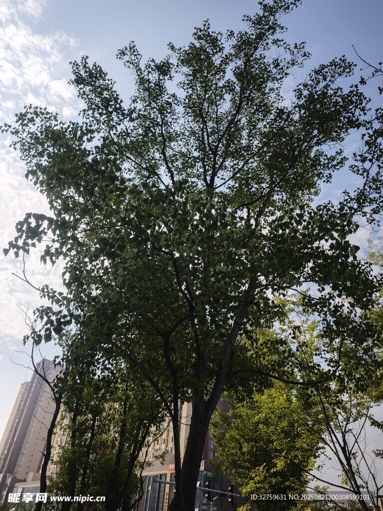 城市中葱郁的绿树