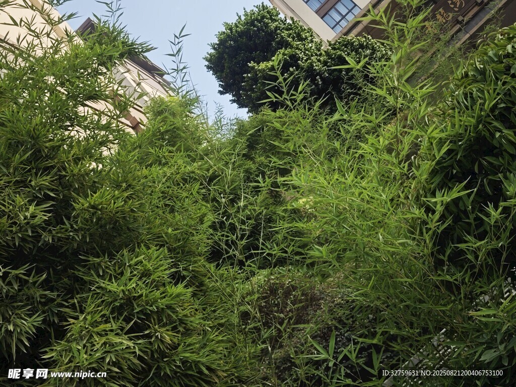 繁茂绿植环绕的户外景致