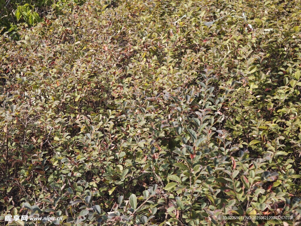 茂密多彩的植物景观