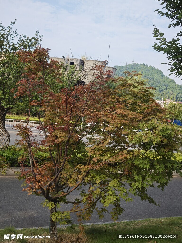 秋日路旁斑斓枫树景观