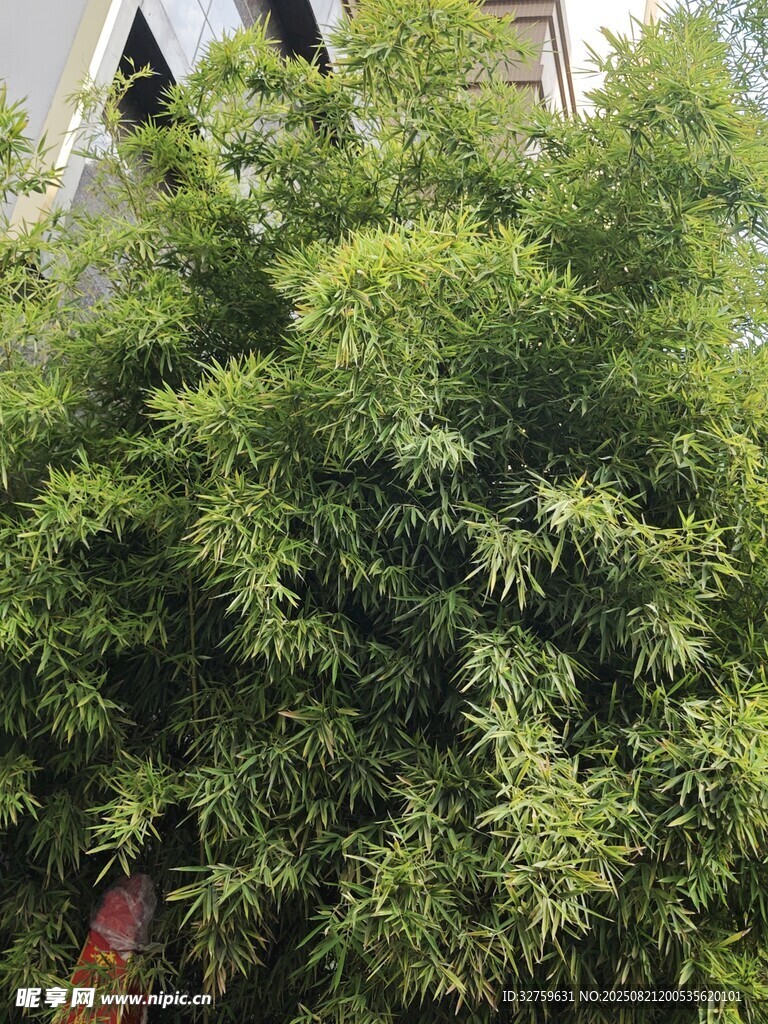 茂盛竹林景观