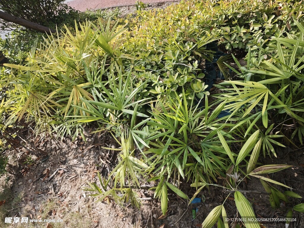 翠绿丛生的植物景观