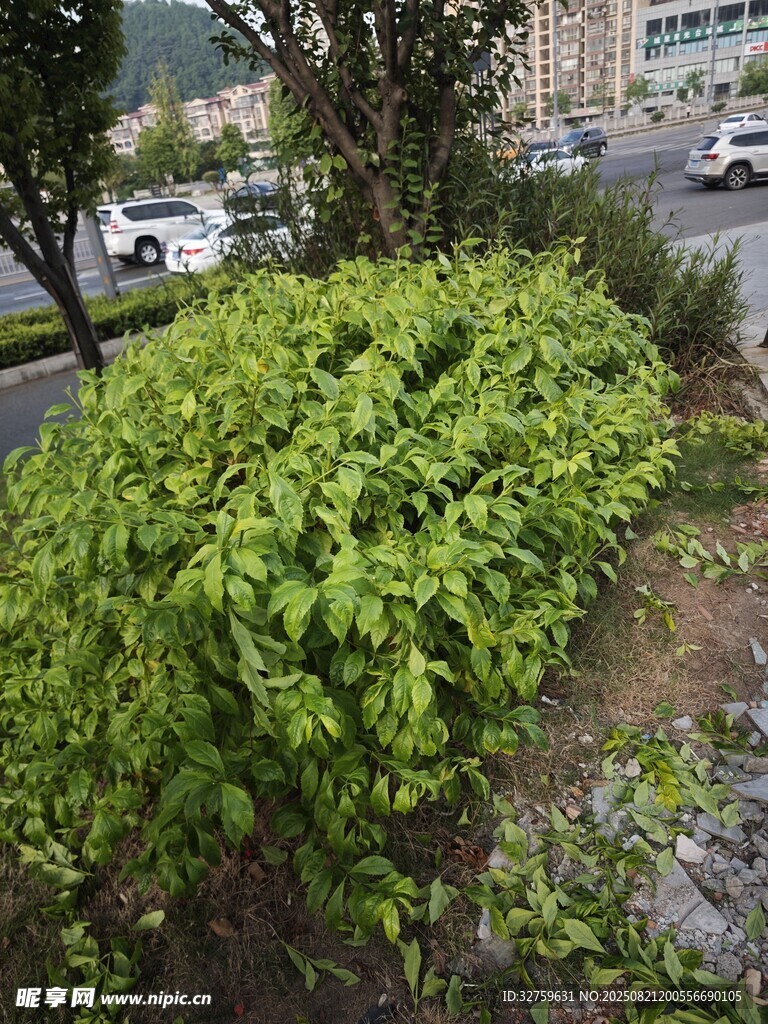 路边繁茂绿植景观
