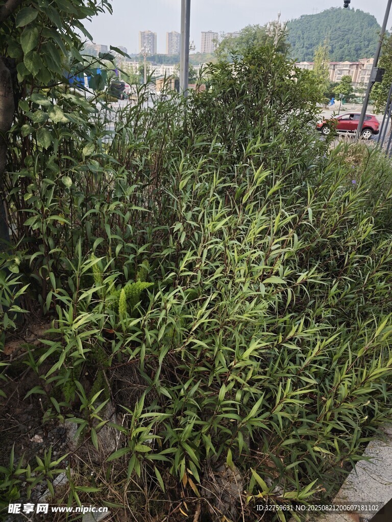 路边繁茂绿植景观