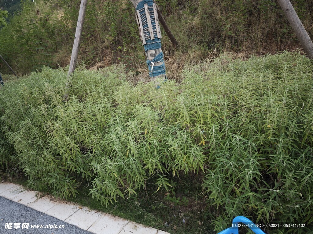 路边绿植中的蓝色装置