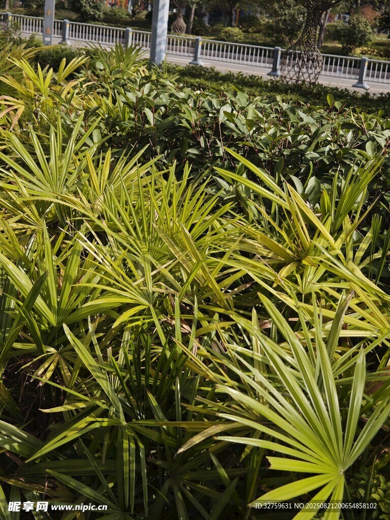 翠绿蒲葵植物景观