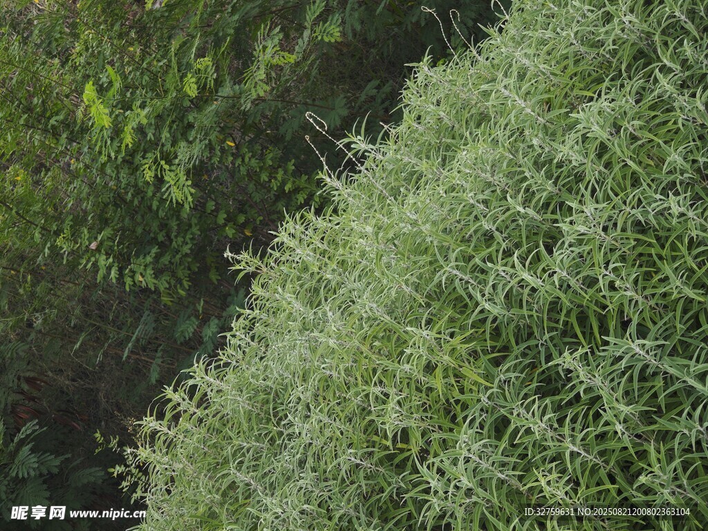 翠绿繁茂的蓬松植物
