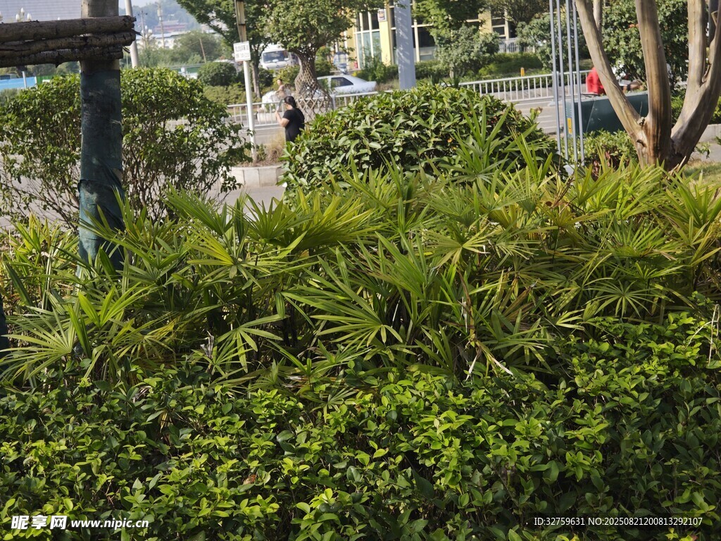 城市中葱郁的绿植景观