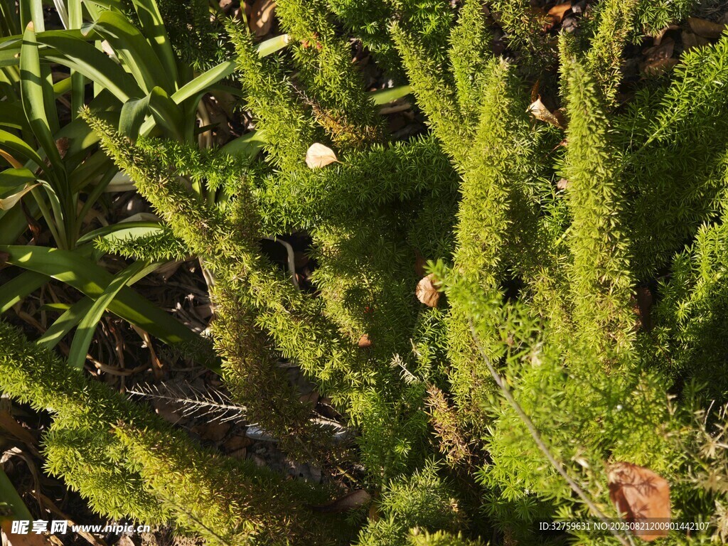 翠绿苔藓覆盖的植物特写