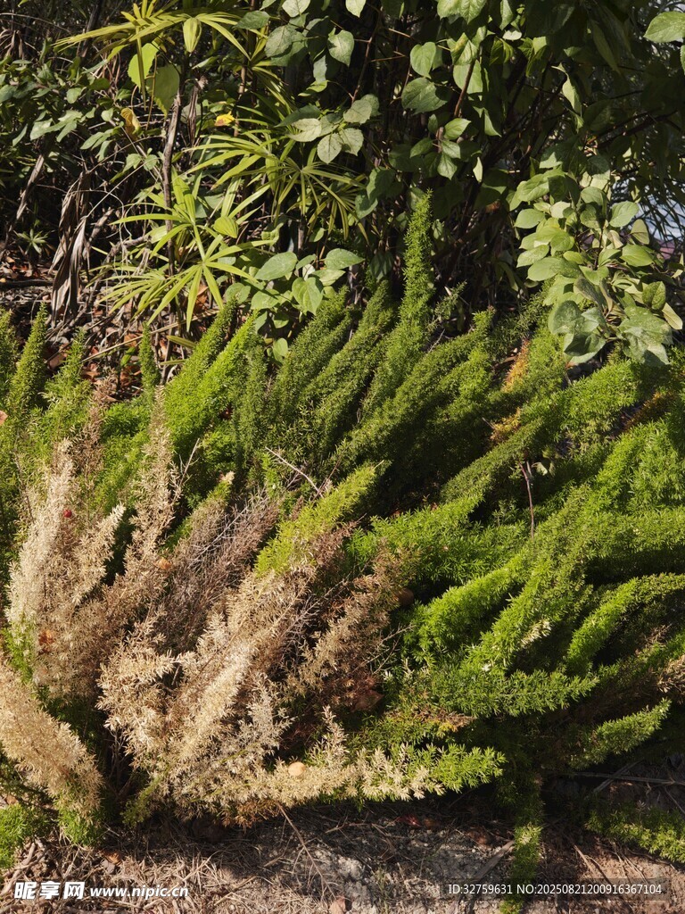 翠绿与枯黄交织的植物景观