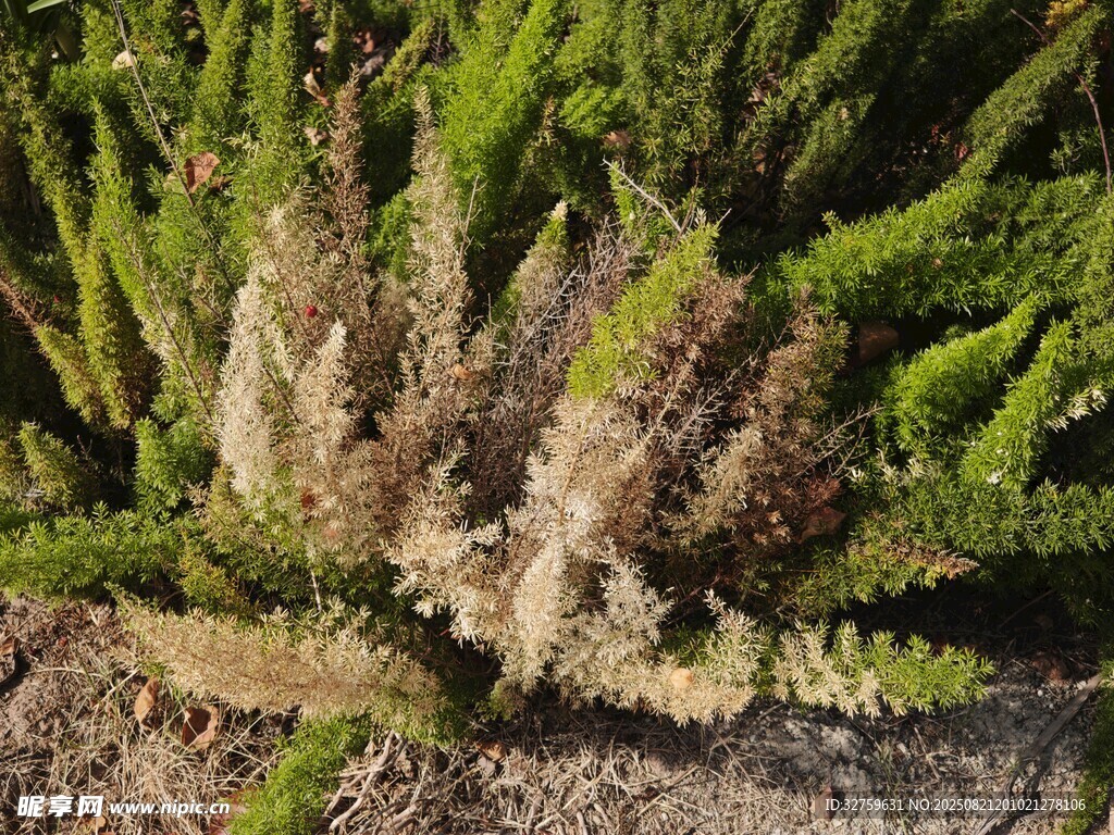 地面上的绿色植物景观