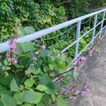 路边的野花