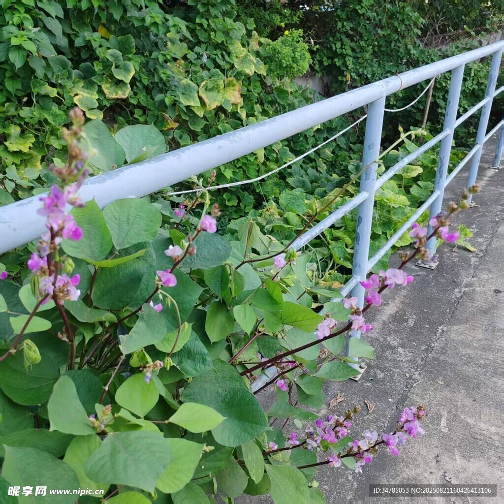 路边的野花