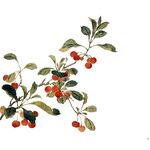 枝头红樱桃 绿意相伴