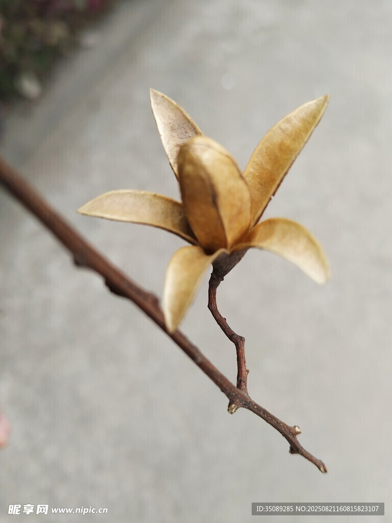 干枯玉兰花枝特写