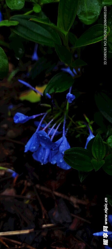 蓝色铃状花朵特写